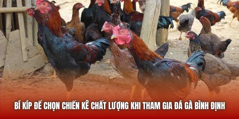 Bí kíp để chọn chiến kê chất lượng khi tham gia đá gà Bình Định