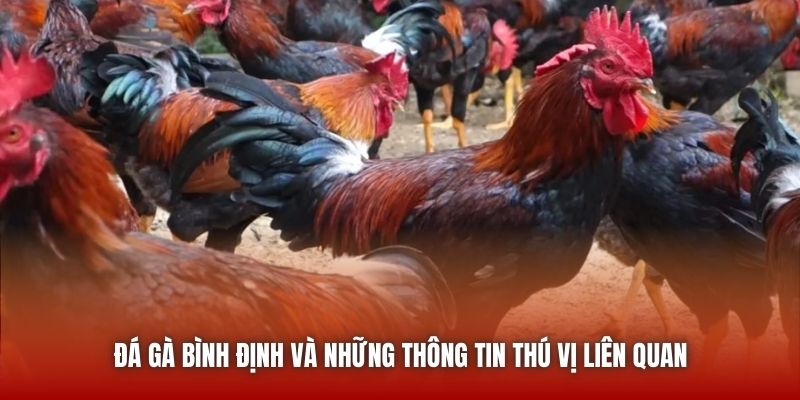 Đá gà Bình Định và những thông tin thú vị liên quan