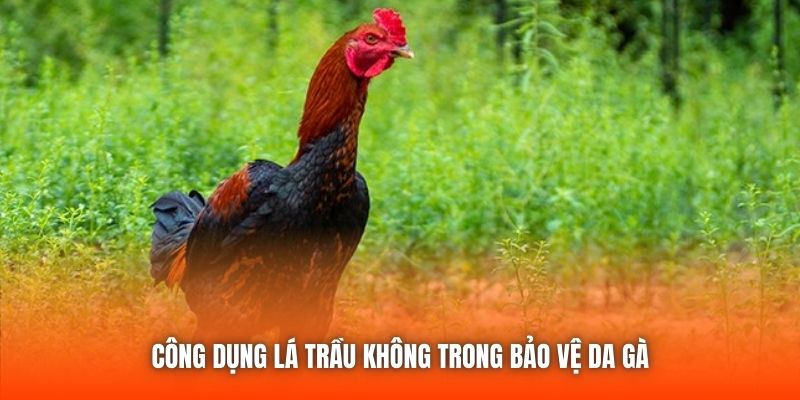 Công dụng lá trầu không trong bảo vệ da gà