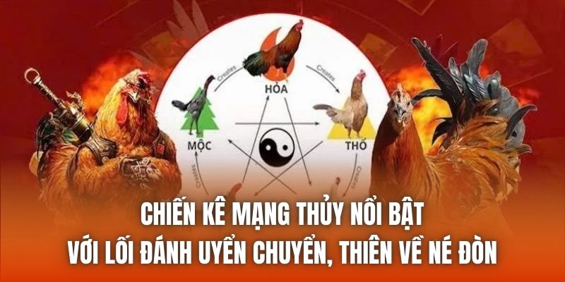 Chiến kê mạng Thủy nổi bật với lối đánh uyển chuyển, thiên về né đòn