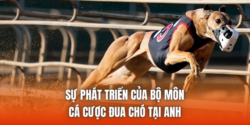 Sự phát triển của bộ môn cá cược đua chó tại Anh